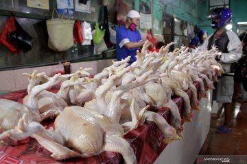 Harga ayam hidup anjlok, Komisi IV minta Mentan perbaiki koordinasi