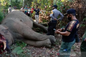 Gajah sumatera yang terpisah dari rombongannya dibunuh di Riau