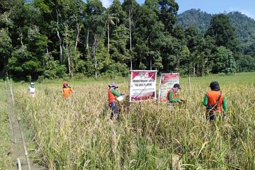 Pemkab Landak-Batan perbaiki kualitas padi lokal