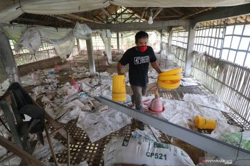 Kementan catat pembelian ayam peternak oleh swasta capai 5 persen