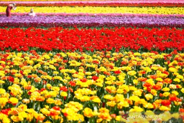 Warna-warni indahnya bunga tulip saat bermekaran