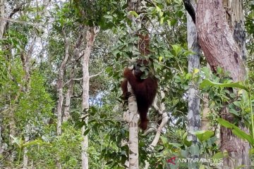 31 orangutan dilepasliarkan ke kawasan konservasi sejak Januari
