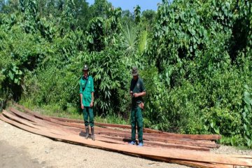 BKSDA Sultra temukan puluhan batang kayu hasil "illegal logging"