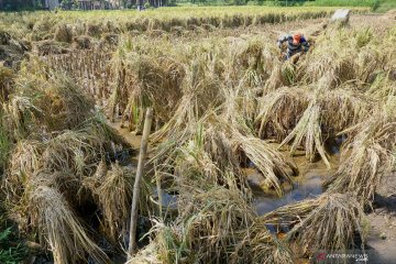 Panen padi dini mengantisipasi banjir