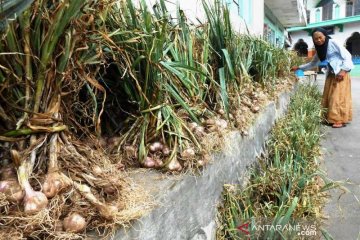 Importir diminta beli bawang putih petani Temanggung