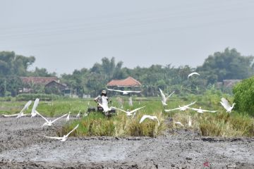 Predator Hama Pertanian