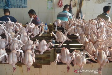 Permintaan daging ayam jelang meugang