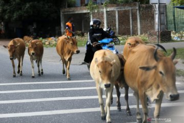 Ternak sapi bergerombol di tengah jalan bahayakan pengendara