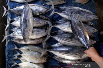 Harga ikan turun di Makassar