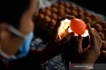 Ciri telur yang sehat dikonsumsi