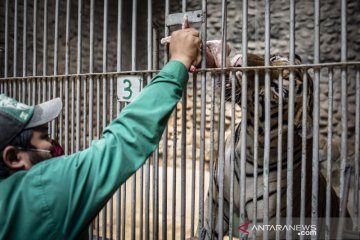 Perawatan hewan di Taman Margasatwa Ragunan selama pandemi COVID-19