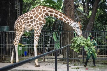 Ragunan mulai dibuka 23 Oktober, ini syarat masuknya