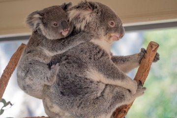 Koala di New South Wales kemungkinan punah pada 2050