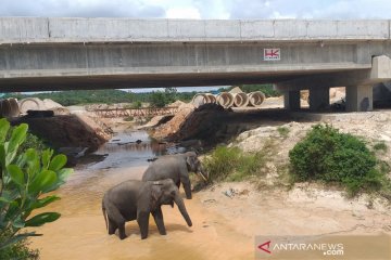 Penampakan gajah melintas di terowongan tol Sumatera