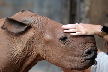 Sukarelawan bantu urusi panti asuhan badak di Afrika selama pandemi