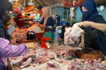 Asosiasi prediksi sebagian peternak ayam di Palembang bakal bangkrut