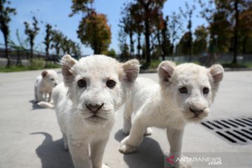 Bayi singa putih mulai mengisi taman safari Nantong