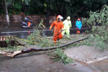 Dua pohon tumbang di Jaktim akibat hujan