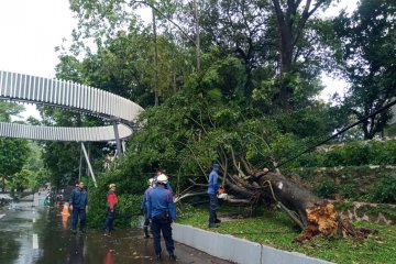 Damkar Jaksel evakuasi pohon beringin tumbang