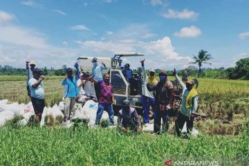 Kementan: Kabupaten Kendal panen raya hingga Mei seluas 9.341 hektare