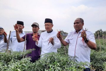 Kelompok tani Jambi panen cabai merah bantu jaga pasokan