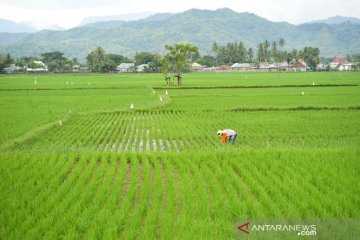 Anggota DPR usulkan wujudkan kedaulatan pangan lewat program desa