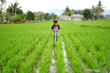 Program refocusing anggaran diharapkan tidak ganggu ketahanan pangan