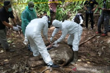 Seekor anak gajah ditemukan mati di Aceh Jaya