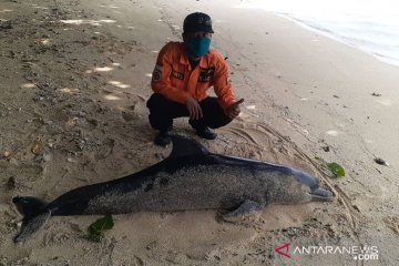 Tim SAR temukan bangkai lumba-lumba terdampar di Pantai Ujung Genteng