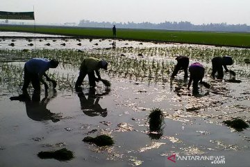 Hari buruh, Serikat Petani sebut daya beli buruh semakin menurun