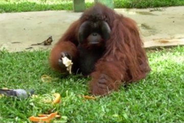 Ratusan hewan di Medan Zoo terancam kelaparan