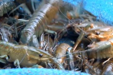 Budidaya benih lobster air tawar lebih menjanjikan