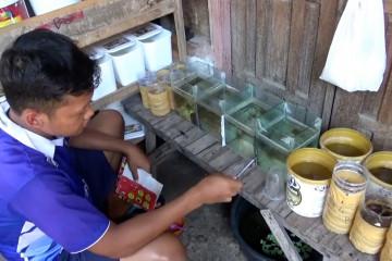 Belajar di rumah seraya ternak cupang hias