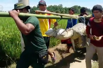 BKSDA Sultra evakuasi buaya tangkapan warga Bombana