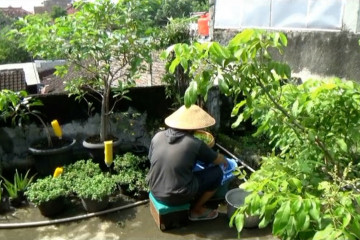 Berkebun di atap rumah, hasilkan teh mint bernilai jual