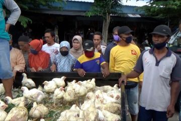 Ketika peternak disambut meriah warga karena bagi-bagi ayam gratis
