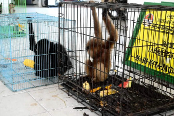 Empat Owa, tiga Lutung dan tiga Kera berhasil diselamatkan