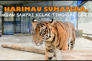 Harimau Sumatera, jangan sampai kelak tinggal cerita