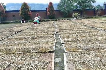 Temanggung panen 2.800 hektare bawang putih