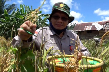 Panen  di tengah pandemi, stok beras Kabupaten Banjar aman