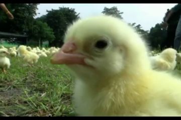 Peternak lepas ratusan anak ayam