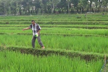 Temanggung tambah seribu hektare tanaman pangan
