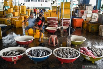 Penjualan ikan di Pasar Muara Angke anjlok hingga 70 persen