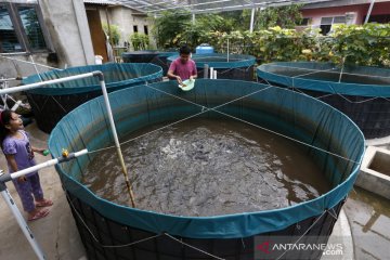 Budidaya ikan lele sistem bioflok