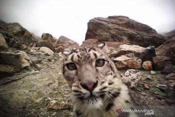 Macan tutul salju muncul di dekat kota di Kazakhstan saat "lockdown"