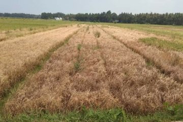 Ratusan hektare tanaman padi di Kulon Progo diserang hama wereng