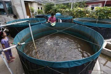 KKP-UNIDO selenggarakan pelatihan budidaya ikan tingkatkan kualitas