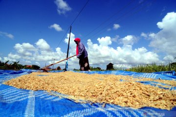 Bulog optimalkan serapan gabah petani yang sedang panen raya