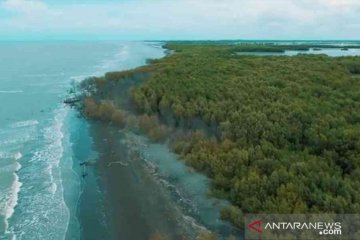 Peneliti: Konservasi mangrove bisa kurangi 10-30 persen emisi tahunan