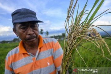 Serangan hama ulat batang
